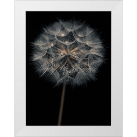 Dandelion flower over black background White Modern Wood Framed Art Print by Frank, Assaf