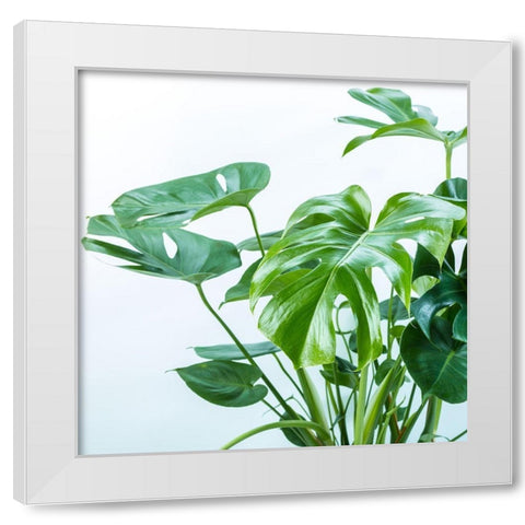 Close-up of a plant on white background White Modern Wood Framed Art Print by Frank, Assaf