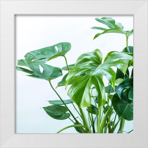 Close-up of a plant on white background White Modern Wood Framed Art Print by Frank, Assaf