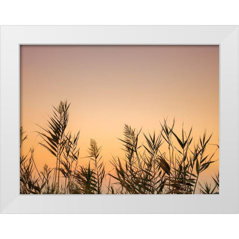 Reeds White Modern Wood Framed Art Print by Frank, Assaf