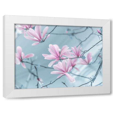 Magnolia flowers White Modern Wood Framed Art Print by Frank, Assaf