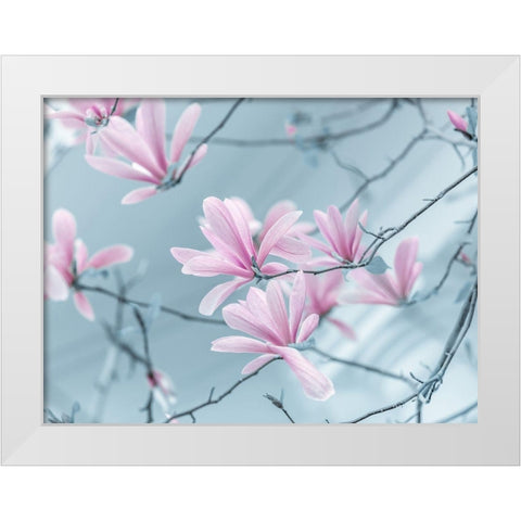 Magnolia flowers White Modern Wood Framed Art Print by Frank, Assaf