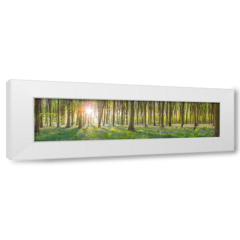 Sun rays through trees White Modern Wood Framed Art Print by Frank, Assaf
