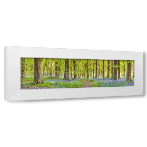 Pathway through forest White Modern Wood Framed Art Print by Frank, Assaf