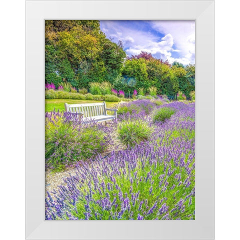 Lavender field White Modern Wood Framed Art Print by Frank, Assaf