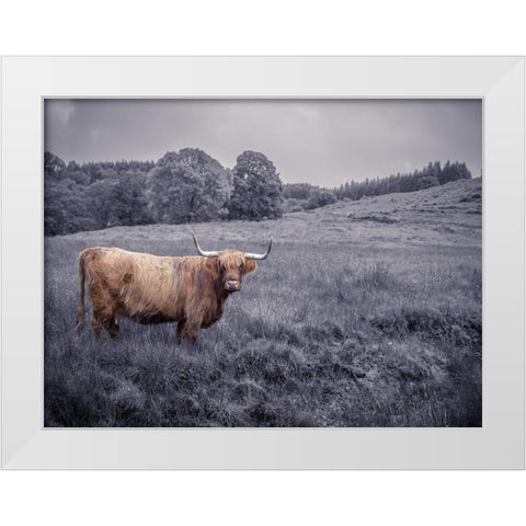 Highland Cow White Modern Wood Framed Art Print by Frank, Assaf
