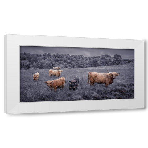 Highland Cows, FTBR-1913 White Modern Wood Framed Art Print by Frank, Assaf