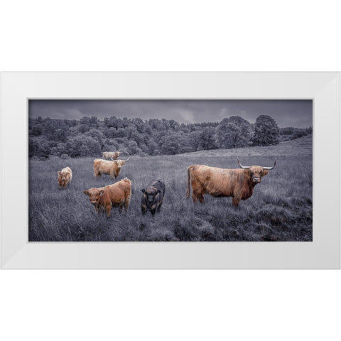 Highland Cows, FTBR-1913 White Modern Wood Framed Art Print by Frank, Assaf