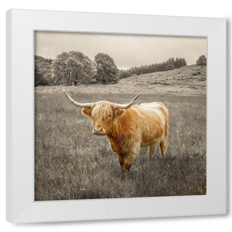 Highland Cows White Modern Wood Framed Art Print by Frank, Assaf