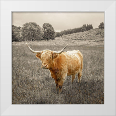 Highland Cows White Modern Wood Framed Art Print by Frank, Assaf