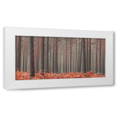 Misty Forest White Modern Wood Framed Art Print by Frank, Assaf
