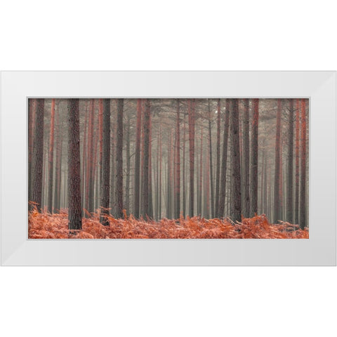Misty Forest White Modern Wood Framed Art Print by Frank, Assaf