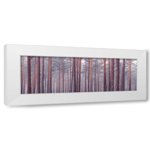 Tree trunks White Modern Wood Framed Art Print by Frank, Assaf