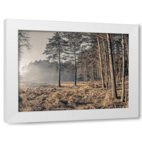 Misty forest White Modern Wood Framed Art Print by Frank, Assaf