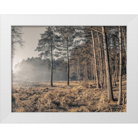 Misty forest White Modern Wood Framed Art Print by Frank, Assaf