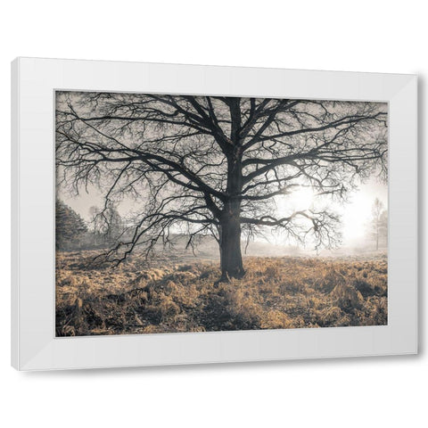 Misty forest White Modern Wood Framed Art Print by Frank, Assaf