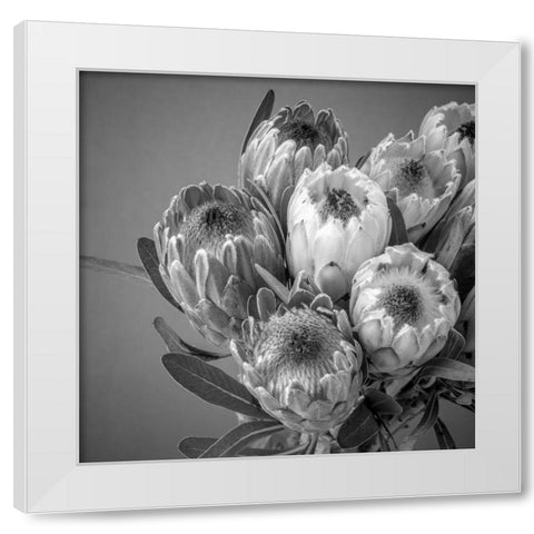 Protea flowers White Modern Wood Framed Art Print by Frank, Assaf