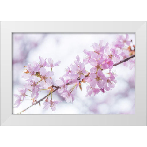 Blossoms White Modern Wood Framed Art Print by Frank, Assaf