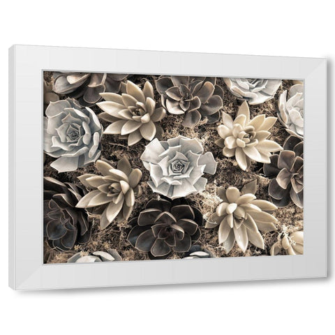 Chelsea flowers White Modern Wood Framed Art Print by Frank, Assaf
