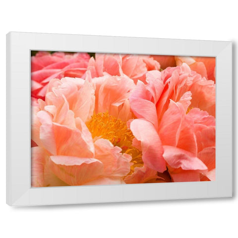 Chelsea flowers White Modern Wood Framed Art Print by Frank, Assaf