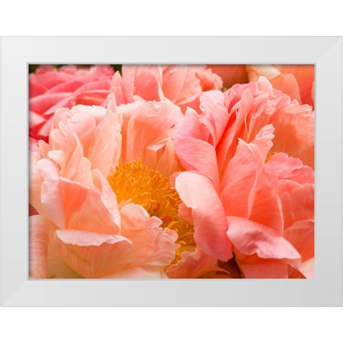 Chelsea flowers White Modern Wood Framed Art Print by Frank, Assaf