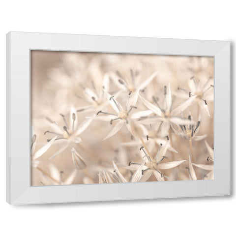 Allium flowers close-up White Modern Wood Framed Art Print by Frank, Assaf