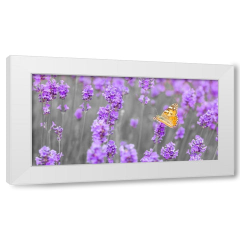Butterfly Lavender flowers White Modern Wood Framed Art Print by Frank, Assaf
