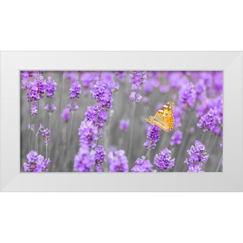 Butterfly Lavender flowers White Modern Wood Framed Art Print by Frank, Assaf