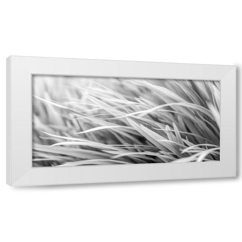 Flowing Grass White Modern Wood Framed Art Print by Frank, Assaf