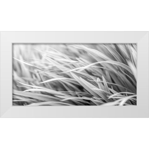 Flowing Grass White Modern Wood Framed Art Print by Frank, Assaf