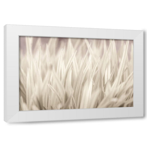 Grass White Modern Wood Framed Art Print by Frank, Assaf