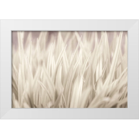 Grass White Modern Wood Framed Art Print by Frank, Assaf
