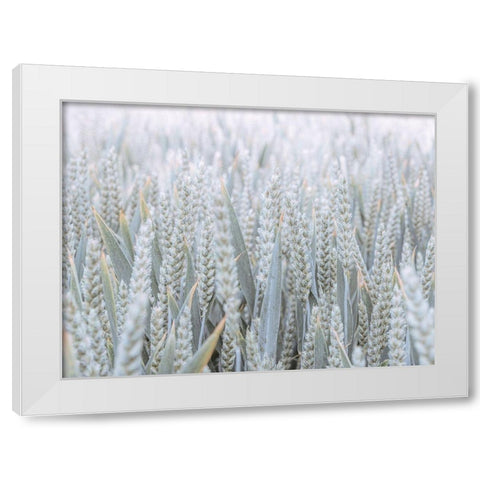Wheat field White Modern Wood Framed Art Print by Frank, Assaf