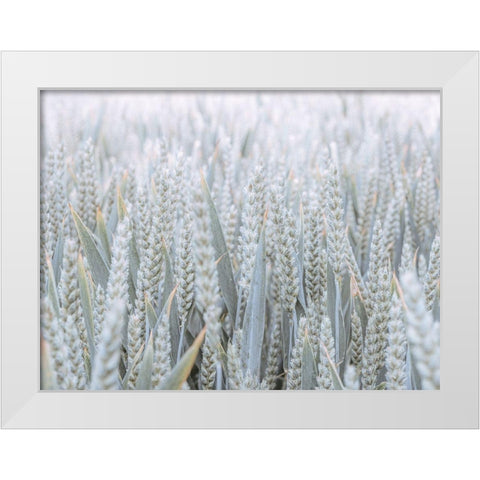 Wheat field White Modern Wood Framed Art Print by Frank, Assaf
