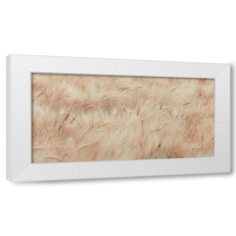 Wheat field White Modern Wood Framed Art Print by Frank, Assaf