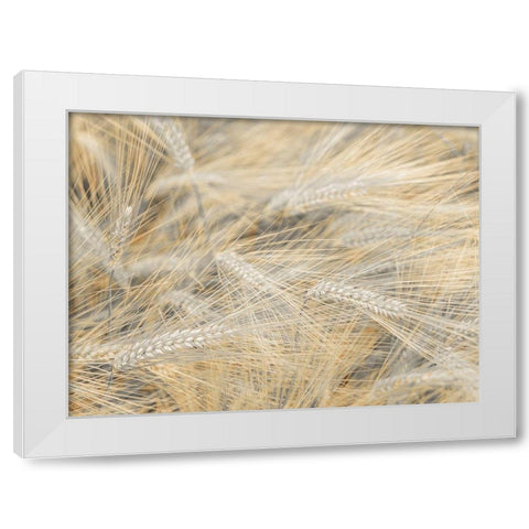Wheat field White Modern Wood Framed Art Print by Frank, Assaf