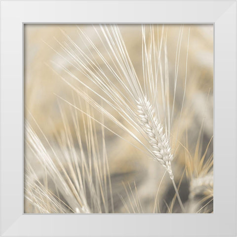 Wheat close-up White Modern Wood Framed Art Print by Frank, Assaf