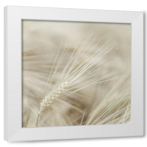 Wheat close-up White Modern Wood Framed Art Print by Frank, Assaf