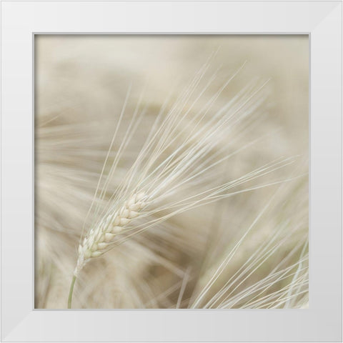 Wheat close-up White Modern Wood Framed Art Print by Frank, Assaf