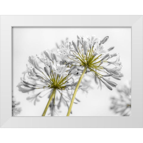 African Lily flowers White Modern Wood Framed Art Print by Frank, Assaf