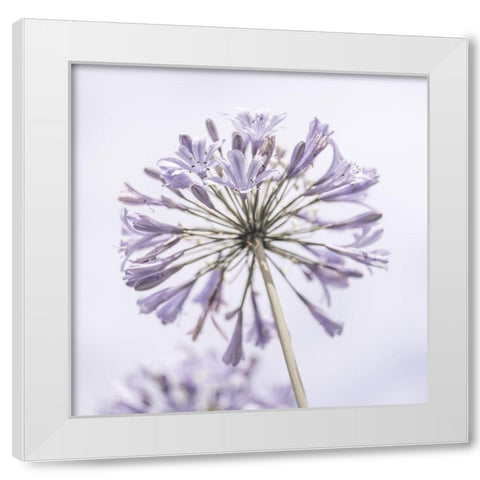 African Lily flowers White Modern Wood Framed Art Print by Frank, Assaf