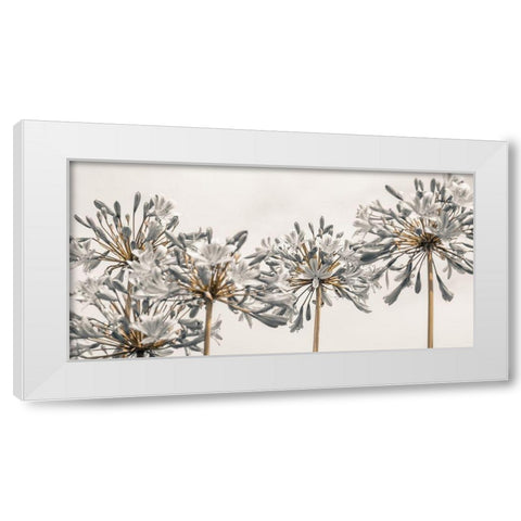 African Lily flowers White Modern Wood Framed Art Print by Frank, Assaf