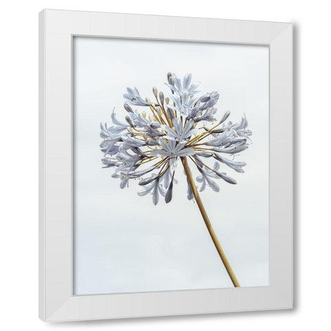 African Lily flower White Modern Wood Framed Art Print by Frank, Assaf