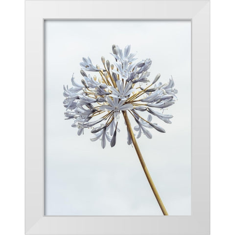 African Lily flower White Modern Wood Framed Art Print by Frank, Assaf