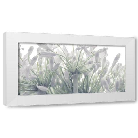 African Lily flowers White Modern Wood Framed Art Print by Frank, Assaf