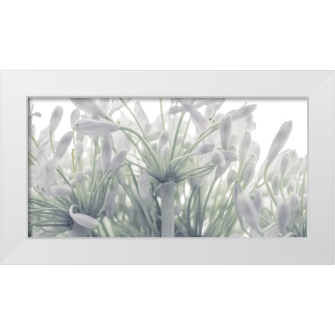 African Lily flowers White Modern Wood Framed Art Print by Frank, Assaf