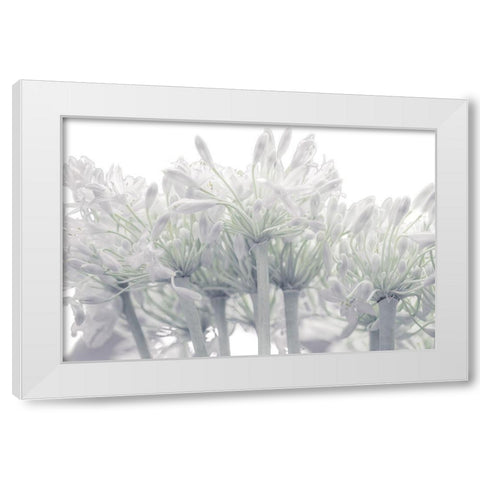 African Lily flowers White Modern Wood Framed Art Print by Frank, Assaf