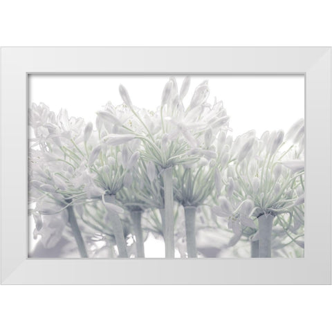 African Lily flowers White Modern Wood Framed Art Print by Frank, Assaf