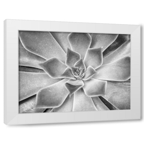 Succulent plant White Modern Wood Framed Art Print by Frank, Assaf
