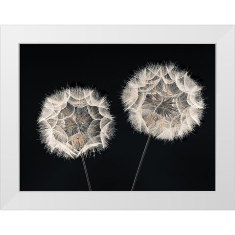 Dandelion Clock on black background White Modern Wood Framed Art Print by Frank, Assaf